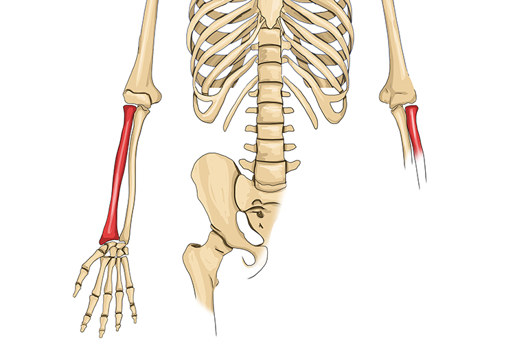 The radius is one of 2 bones that connect the wrist (thumb side) to the elbow